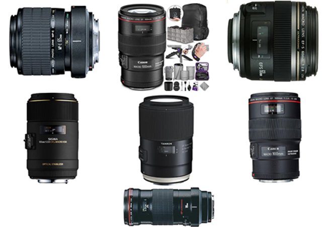 Best Macro Lenses for Canon